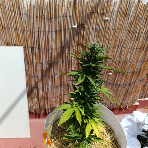 Critical auto (alicante) growlog timeline photo