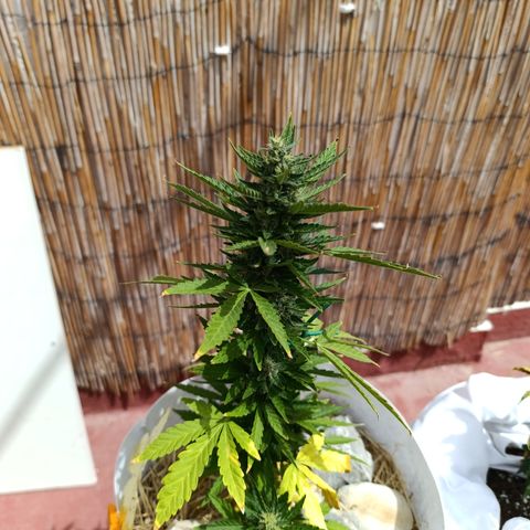 Critical auto (alicante) growlog timeline photo