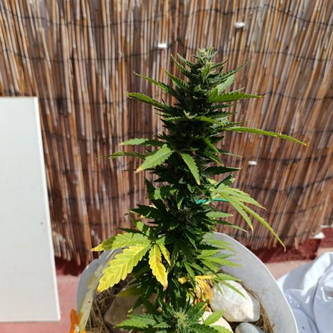 Critical auto (alicante) growlog timeline photo