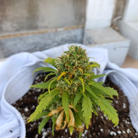 Quick One (alicante) growlog timeline photo