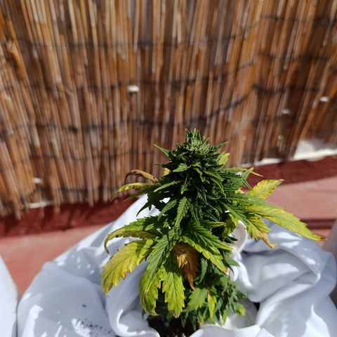 Northern lights auto (alicante) growlog timeline photo