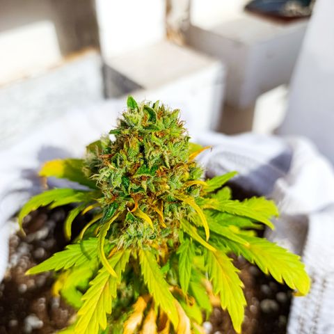 Quick One (alicante) growlog timeline photo