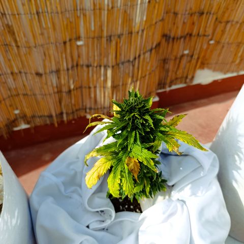Northern lights auto (alicante) growlog timeline photo