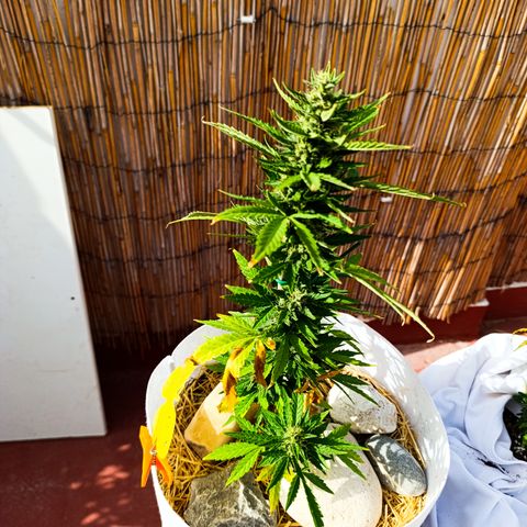 Critical auto (alicante) growlog timeline photo