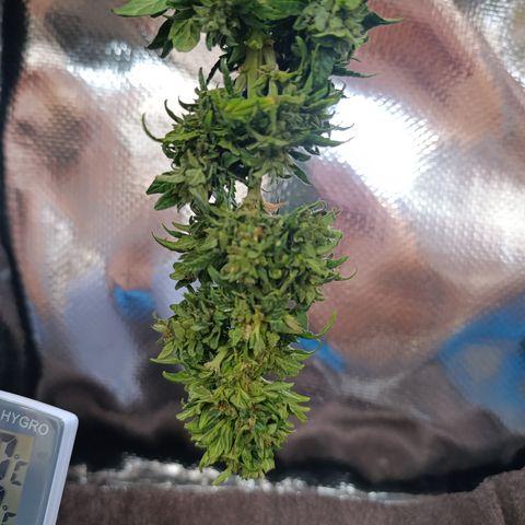 Northern lights auto (alicante) growlog timeline photo