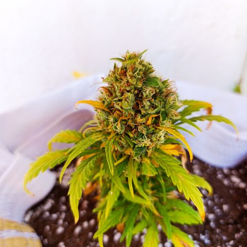 Quick One (alicante) growlog timeline photo