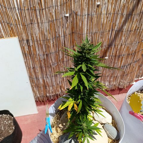 Critical auto (alicante) growlog timeline photo