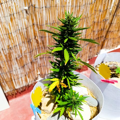Critical auto (alicante) growlog timeline photo