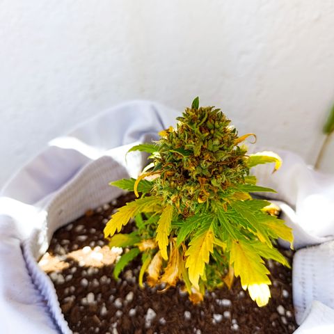 Quick One (alicante) growlog timeline photo