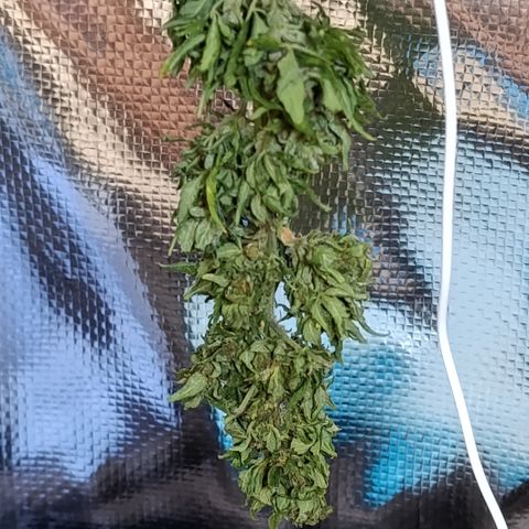Northern lights auto (alicante) growlog timeline photo