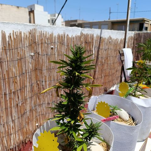 Critical auto (alicante) growlog timeline photo