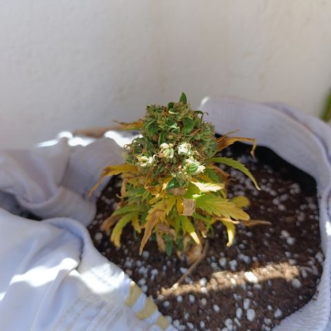 Quick One (alicante) growlog timeline photo