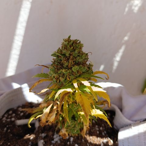 Quick One (alicante) growlog timeline photo