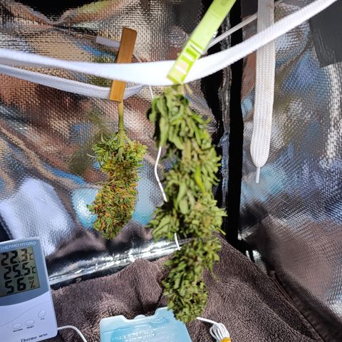 Quick One (alicante) growlog timeline photo