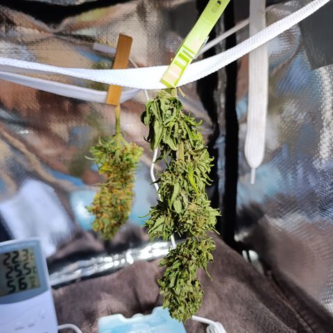 Northern lights auto (alicante) growlog timeline photo