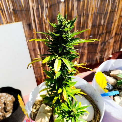 Critical auto (alicante) growlog timeline photo
