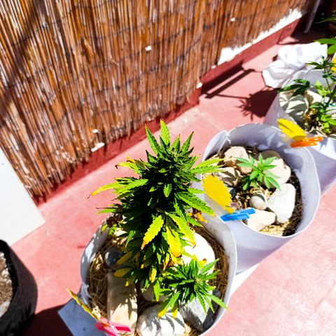 Critical auto (alicante) growlog timeline photo