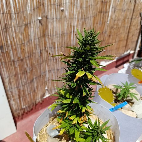 Critical auto (alicante) growlog timeline photo