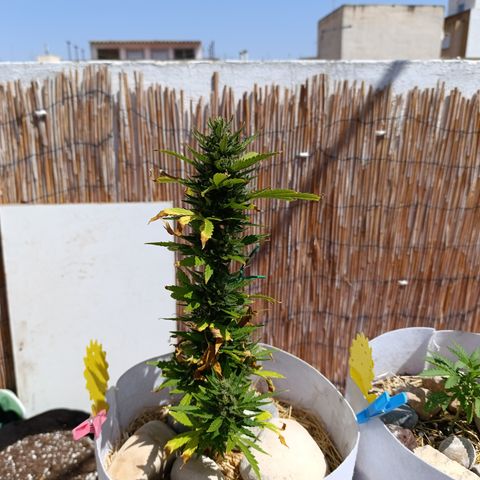Critical auto (alicante) growlog timeline photo