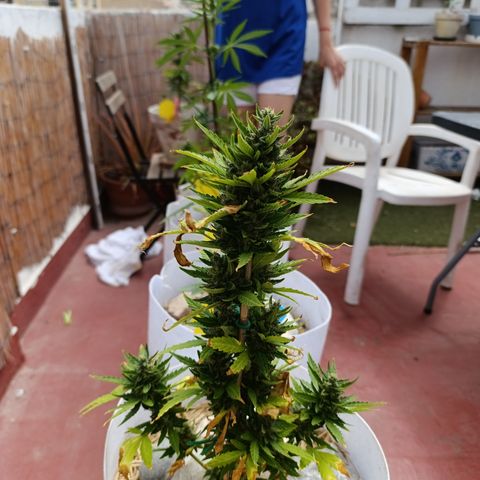 Critical auto (alicante) growlog timeline photo