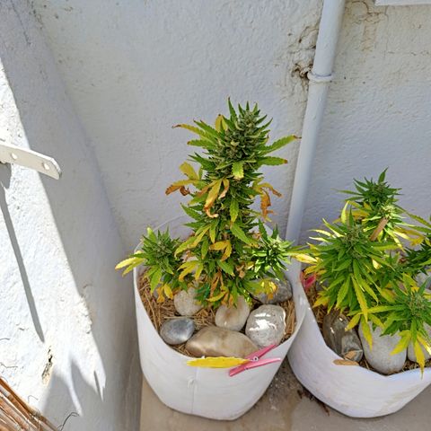 Critical auto (alicante) growlog timeline photo