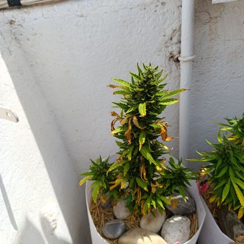 Critical auto (alicante) growlog timeline photo