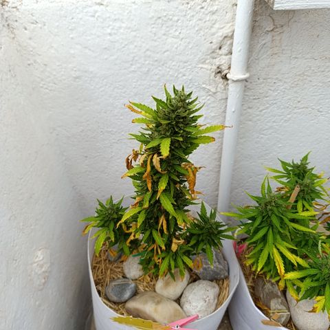 Critical auto (alicante) growlog timeline photo
