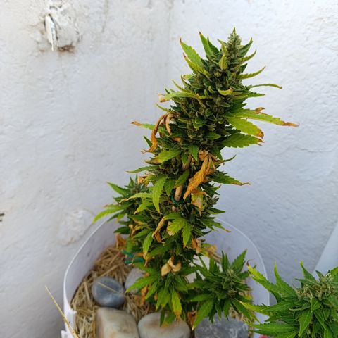 Critical auto (alicante) growlog timeline photo