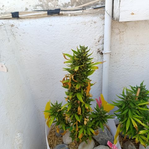 Critical auto (alicante) growlog timeline photo