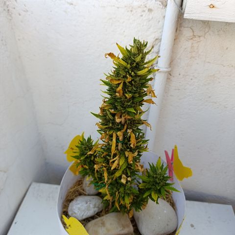 Critical auto (alicante) growlog timeline photo