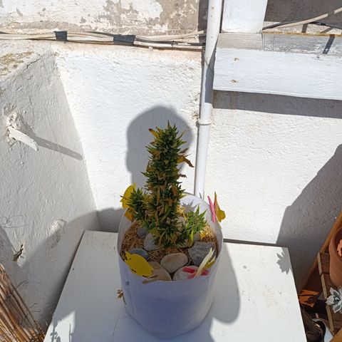 Critical auto (alicante) growlog timeline photo