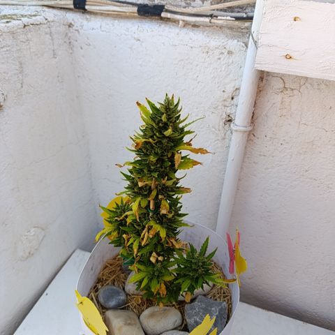 Critical auto (alicante) growlog timeline photo