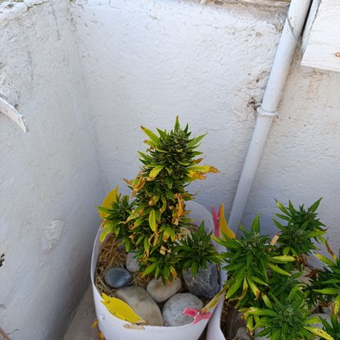 Critical auto (alicante) growlog timeline photo