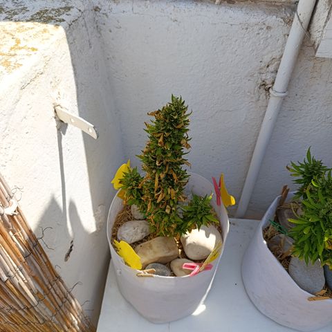 Critical auto (alicante) growlog timeline photo
