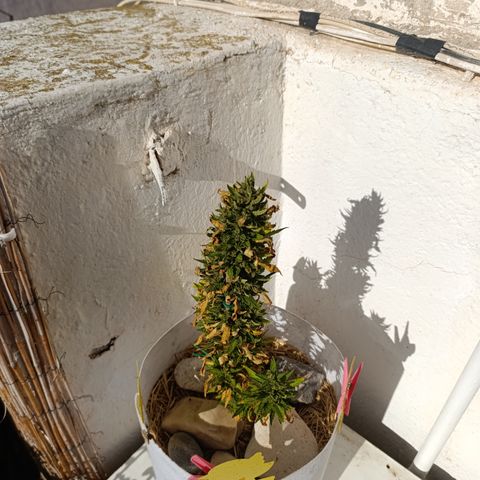 Critical auto (alicante) growlog timeline photo