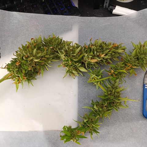 Critical auto (alicante) growlog timeline photo