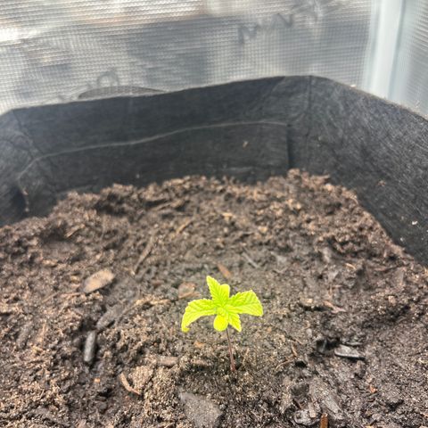 Purple Punch #1 growlog timeline photo