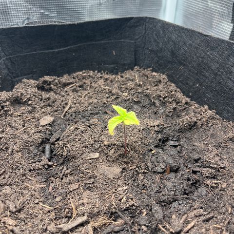 Purple Punch #1 growlog timeline photo