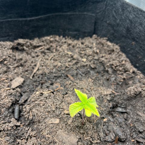 Purple Punch #1 growlog timeline photo