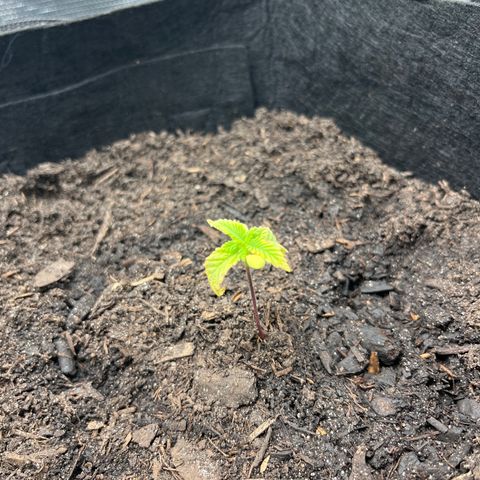 Purple Punch #1 growlog timeline photo