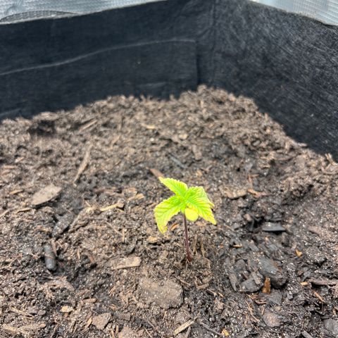 Purple Punch #1 growlog timeline photo