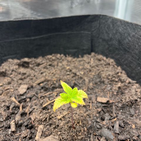 Purple Punch #1 growlog timeline photo