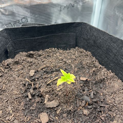 Purple Punch #1 growlog timeline photo