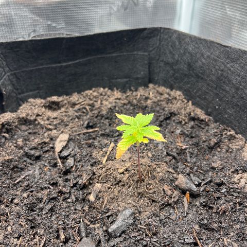 Purple Punch #1 growlog timeline photo