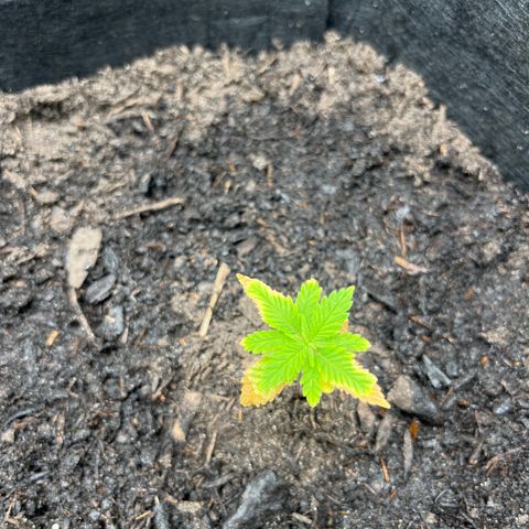 Purple Punch #1 growlog timeline photo