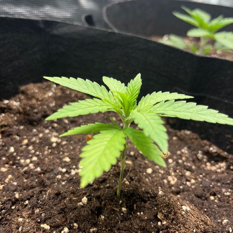 Purple Punch #1 growlog timeline photo
