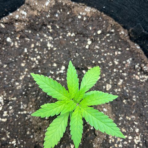 Purple Punch #1 growlog timeline photo