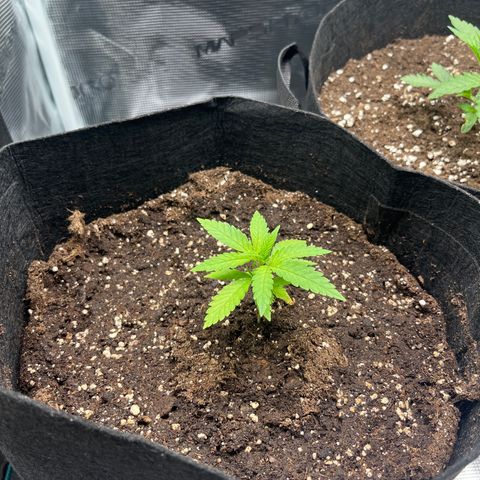 Purple Punch #1 growlog timeline photo