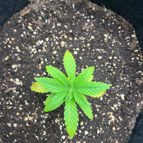 Purple Punch #1 growlog timeline photo