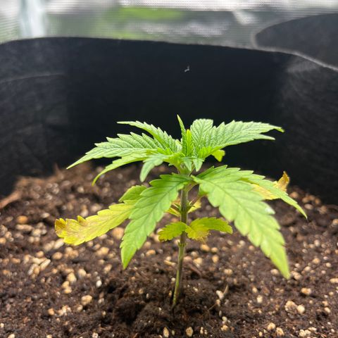 Purple Punch #1 growlog timeline photo